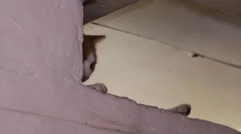 Cat peeking out from around the corner Stock Footage 44219342