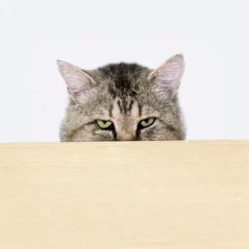 Cat peeking out from behind the table surface Stock Photos