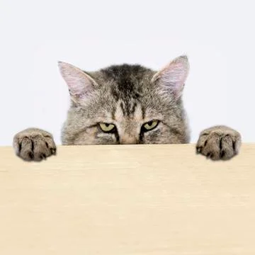 Cat peeking out from behind the table surface Stock Photos