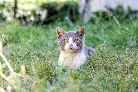 Cat peeking through the grass Stock Photos