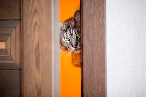 The cat peeks in the door Stock Photos