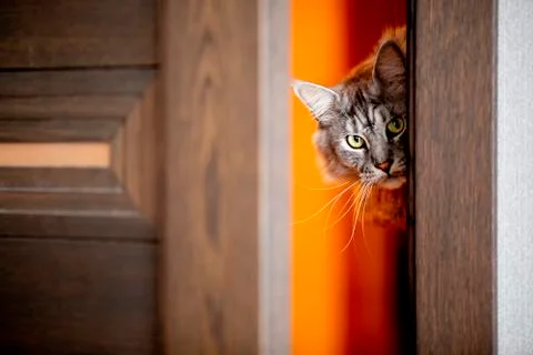 The cat peeks in the door Stock Photos