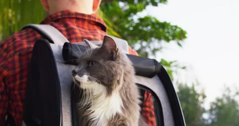Cat peeks out of backpack on the owner's back. Cinematic shot of man travels Stock Footage 247086322