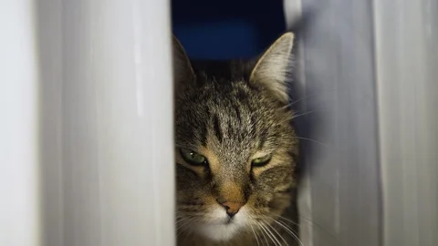 Cat peeks out from behind the curtains Stock Footage 121719683