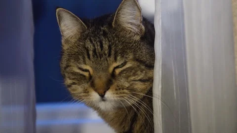 Cat peeks out from behind the curtains Stock Footage 121722745