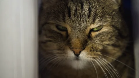 Cat peeks out from behind the curtains Stock Footage 121722939