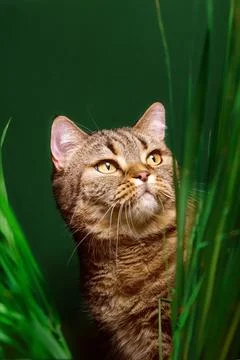 The cat peeks out from behind the grass. Foto stock