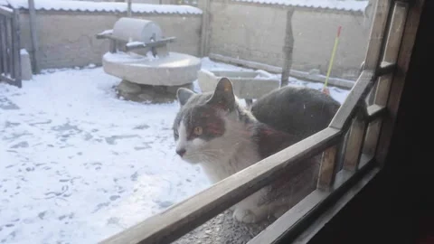 Cat peeks out the window to watch winter Stock Footage 261792542