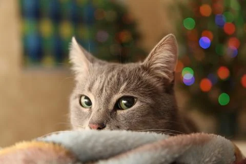 Cat peeping Stock Photos