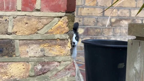 CAT PEERING AT BARKING DOG Stock Footage 276861440