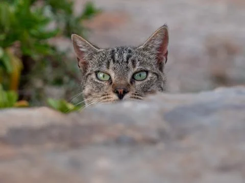Cat peering at camera over  a wall Stock Photos