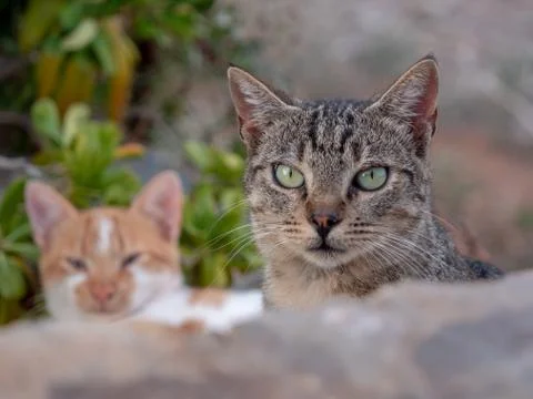 Cat peering at camera over  a wall Stock Photos