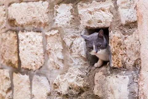 Cat peering out Stock Photos