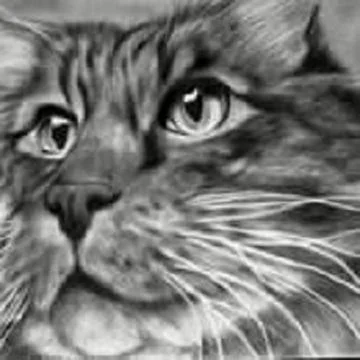 Cat in pencil strokes Stock Illustration