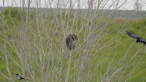 Cat perched in a bare tree surrounded by a magpie and crow Stock Footage 329004505