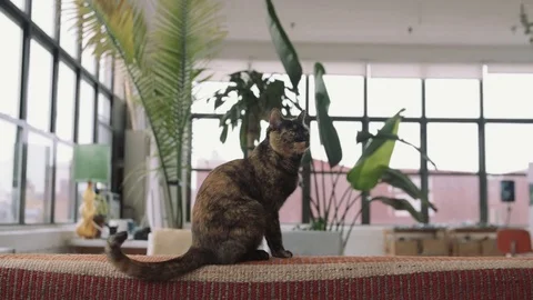 Cat Perched on a Couch Stock Footage 76103857