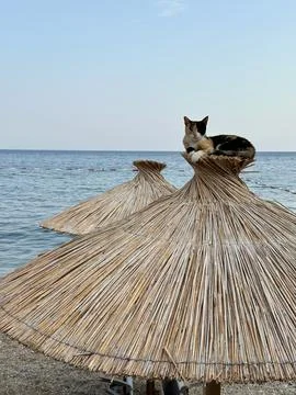 Cat perched on top of a straw beach umbrella overlooking the sea Stock Photos