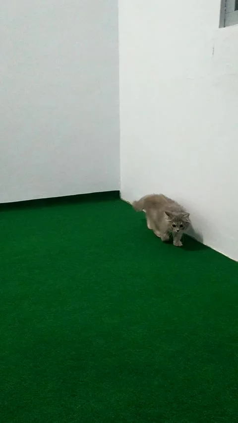 Cat persia flat 動画素材 207469507