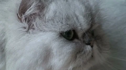 Cat Persian white 1 Stock Footage 8839351