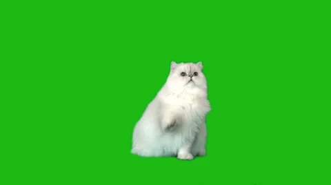 Angry Cat (Green Screen) – CreatorSet