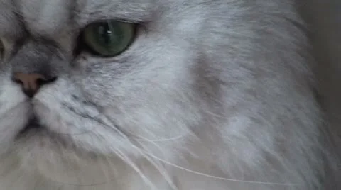 Cat Persian yawn Stock Footage 8839833