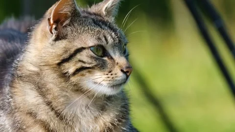 Cat pet animal Video stock 270089207