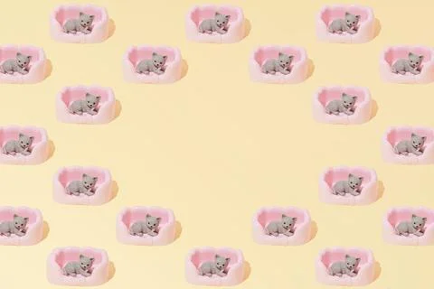 Cat Pet Bed Pattern wallpaper Yellow Background flat lay creative copy space Stock Photos