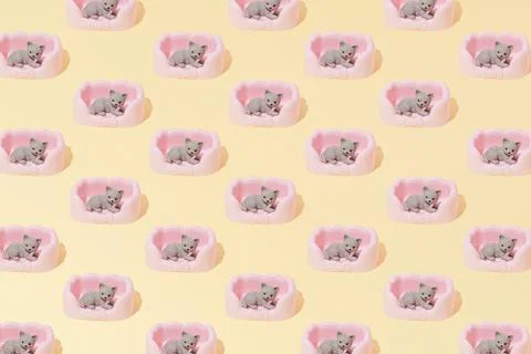 Cat Pet Bed relax Pattern wallpaper Yellow Background flat lay creative conce Stock Photos