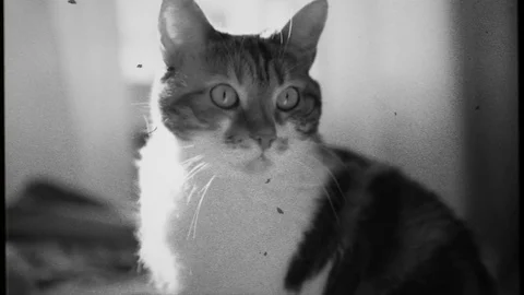 Cat pet feline 8mm vintage film Stock Footage