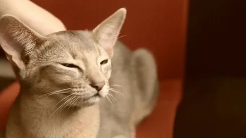 Cat Pet Stock Footage 95071673