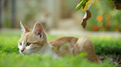 Cat pet kitty Stock Footage 21759194