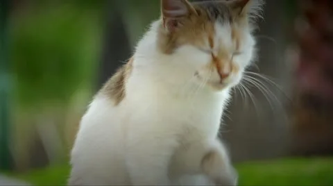 Cat pet kitty Stock Footage 21759274