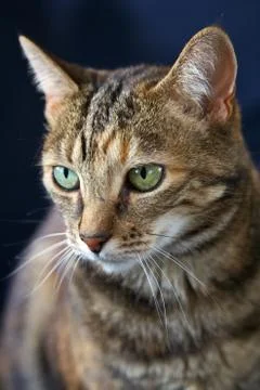 Cat, pet Stock Photos