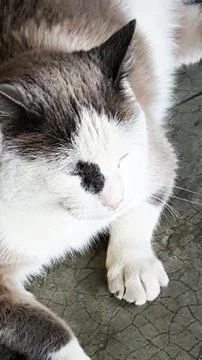 Cat - Pet 스톡 사진