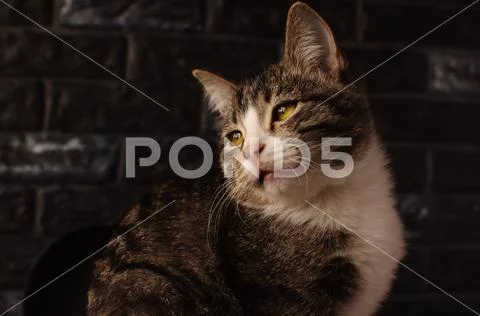 Cat. A pet. Sweet creature. Family favorite. Stock Photos