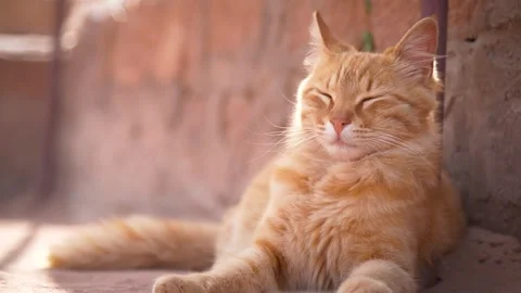 Cat in Petra Stock Footage 303399514