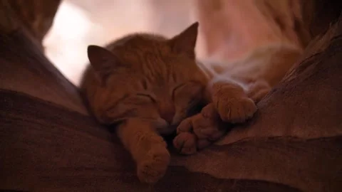 Cat in Petra 動画素材 303399661