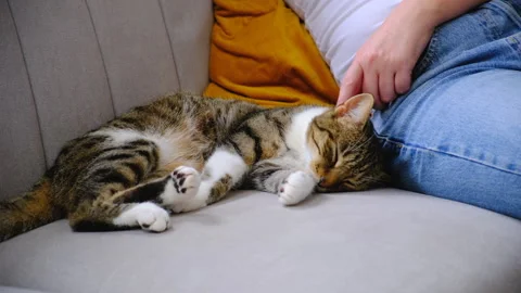 Cat petted on couch Stock Footage 246798848