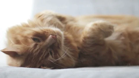 Cat petting On Couch And Cat Stretches Stock Footage 96239401