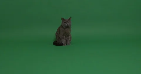 The Cat Philosopher Stock Footage 103000012