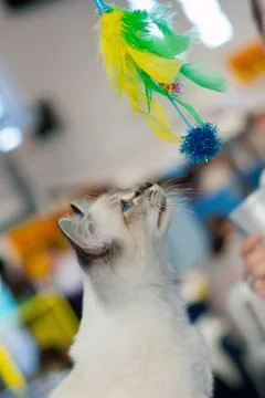 Cat Stock Photos