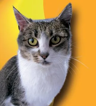 The cat Stock Photos