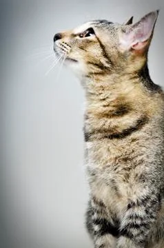 Cat Stock Photos