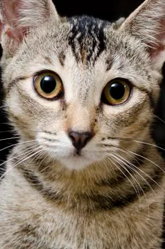 Cat Stock Photos