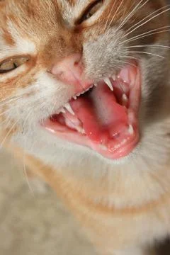 Cat Stock Photos