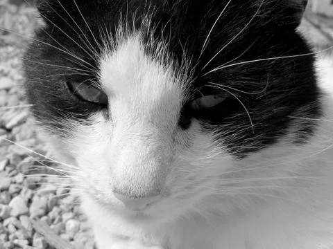 Cat Stock Photos