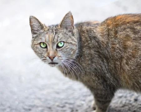Cat Stock Photos