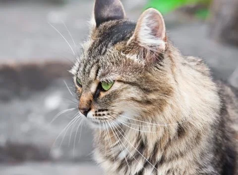 Cat Stock Photos