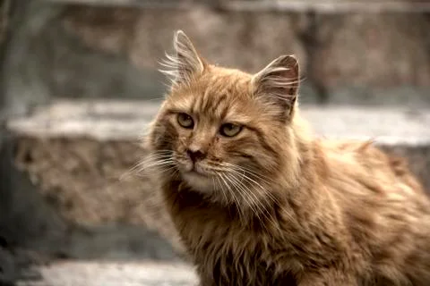 The Cat 写真素材