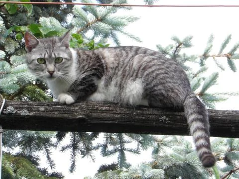 Cat 스톡 사진
